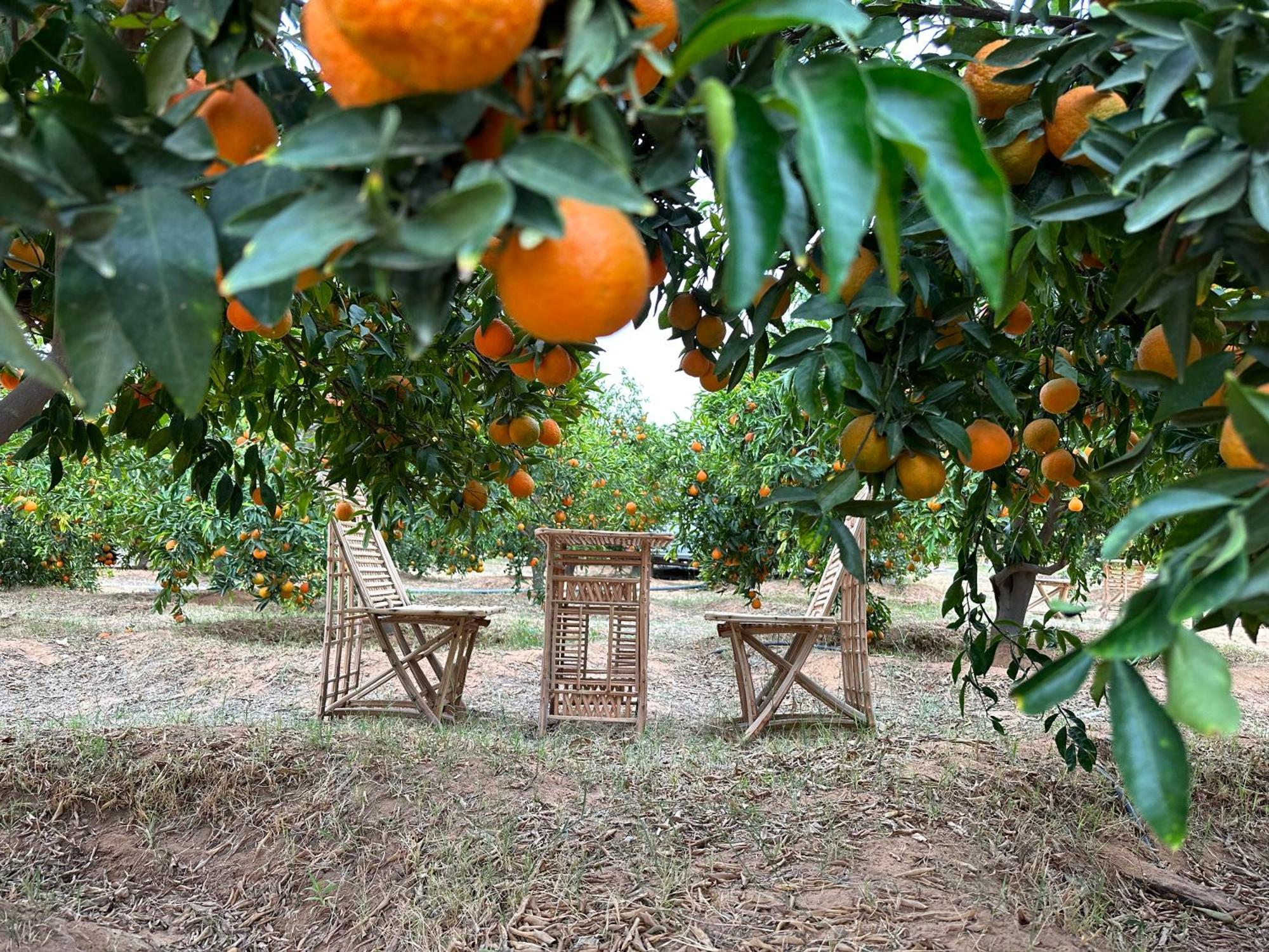 Rural Tents Naseem الخيمةالريفيةalouzaib Al Ula Exteriér fotografie